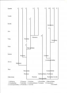 Pteriomorphia 001.jpg